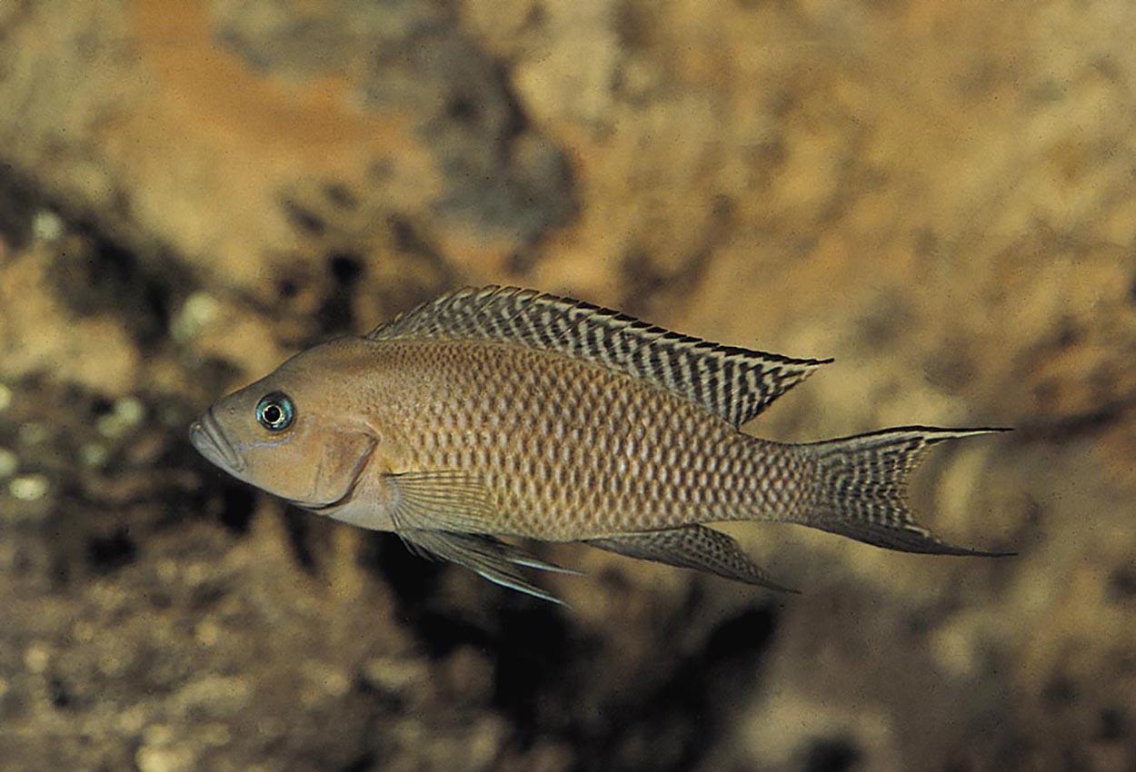 Neolamprologus falcicula, Kigoma