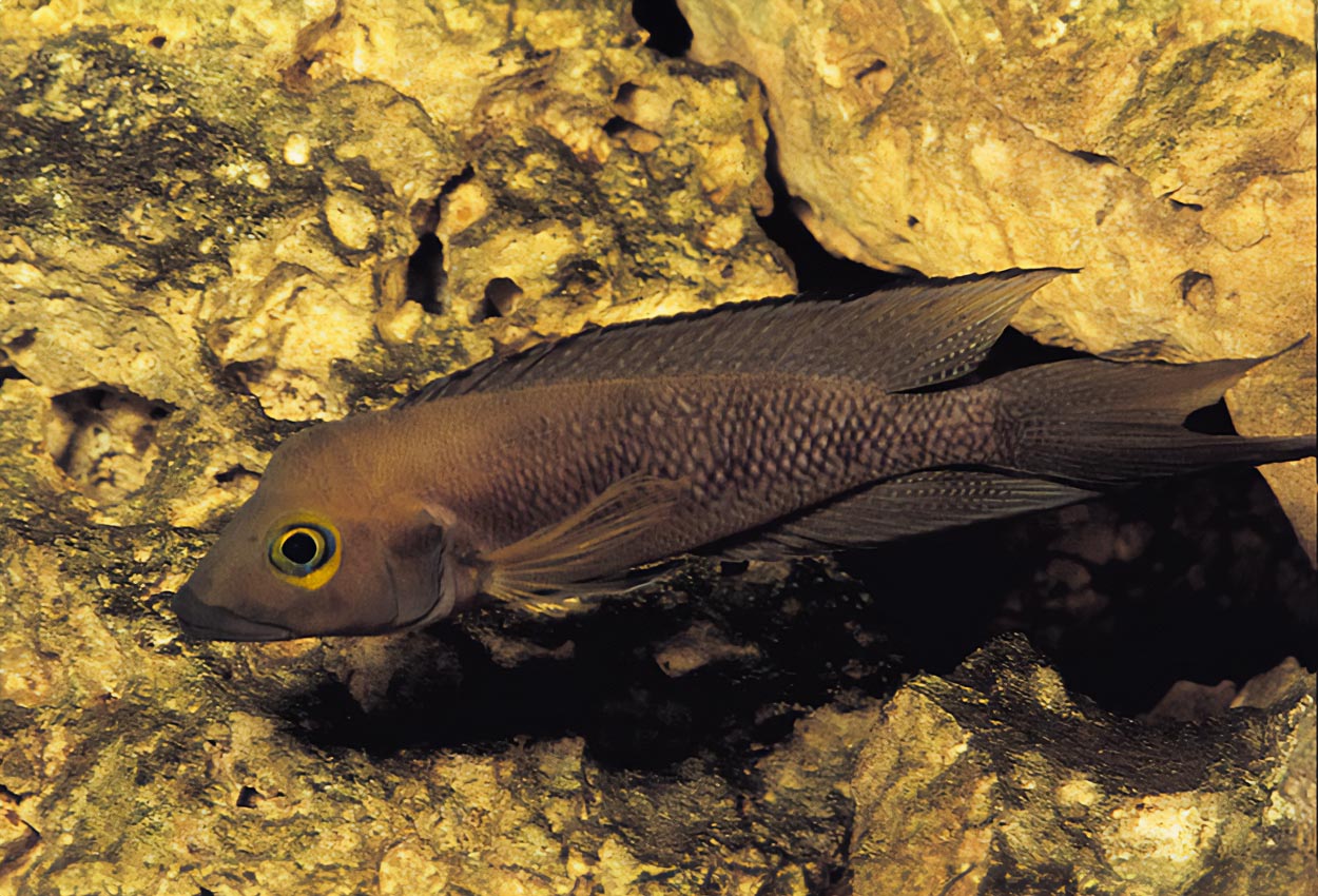 Neolamprologus furcifer, Magara