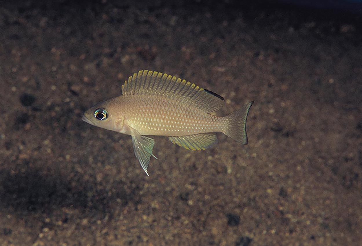 Lamprologus leloupi, Kanoni