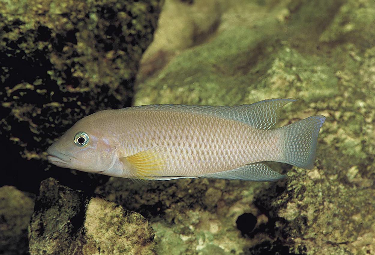 Neolamprologus modestus, Zambia