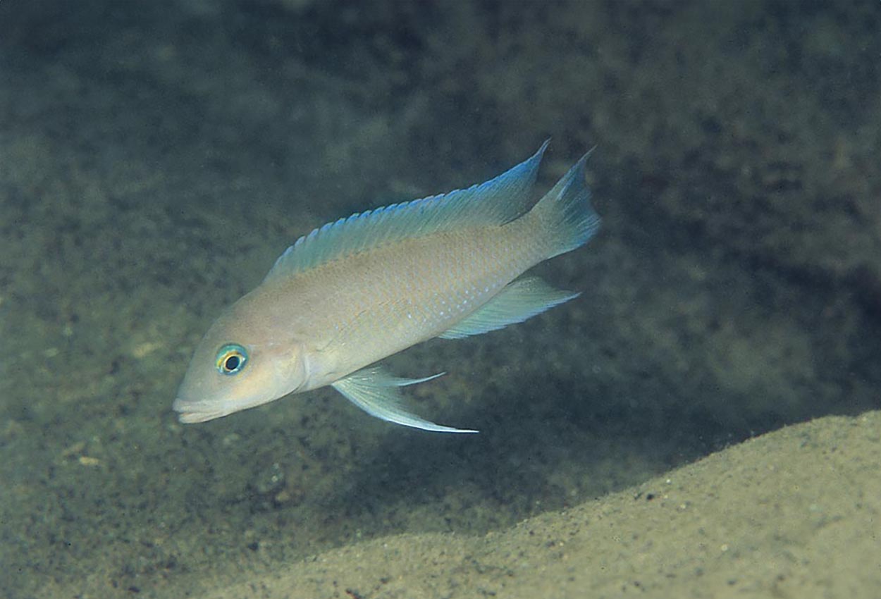 Neolamprologus mondabu, Kambwebwe