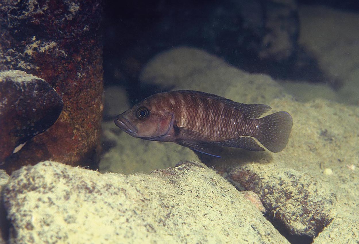 Neolamprologus obscurus, Cape Kachese