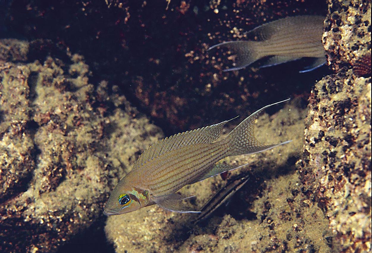 Neolamprologus olivaceous, Cap Tembwe