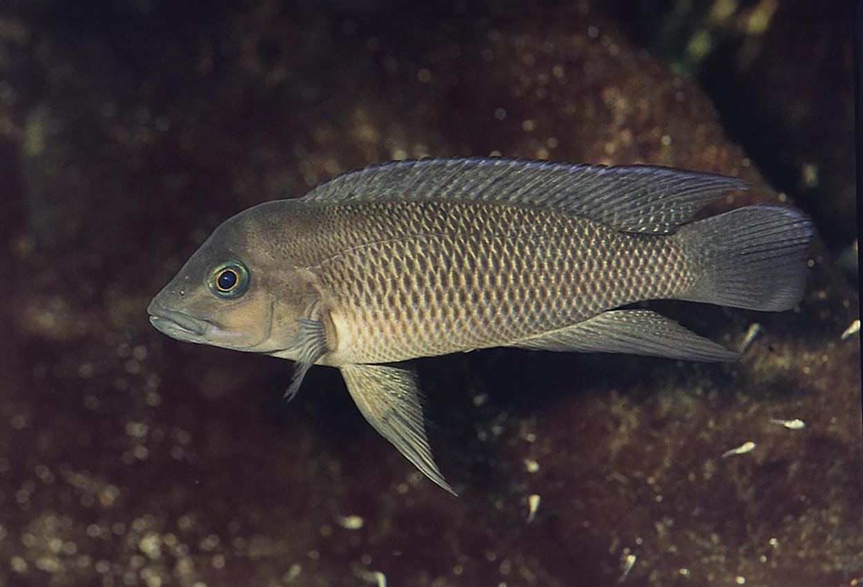 Neolamprologus petricola, Cap Tembwe