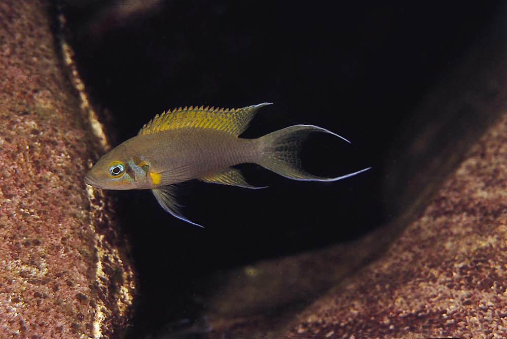 Neolamprologus pulcher, Kalambo