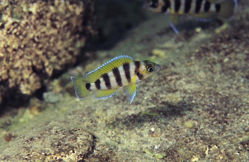Neolamprologus sexfasciatus, Kipili (yngel)