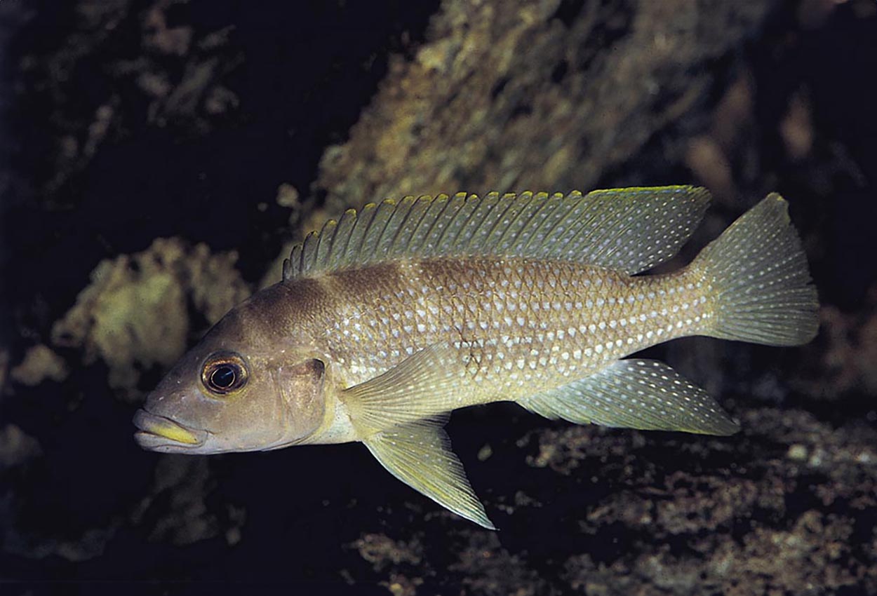 Neolamprolologus tetracanthus, Kipili