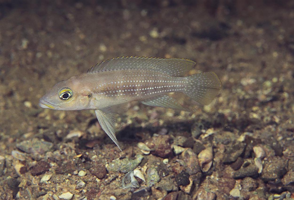 Neolamprolologus tetracanthus, Kalambo