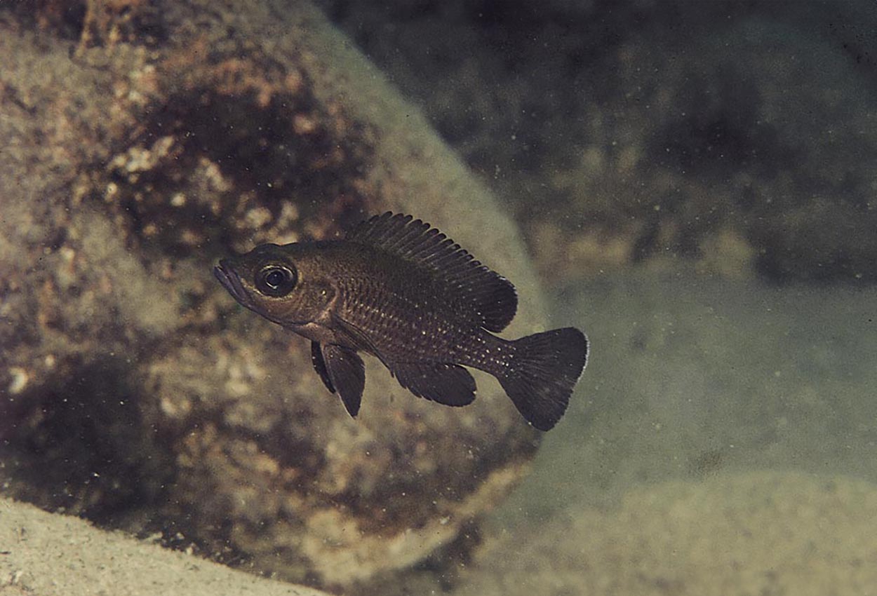 Neolamprologus toae, Cap Tembwe