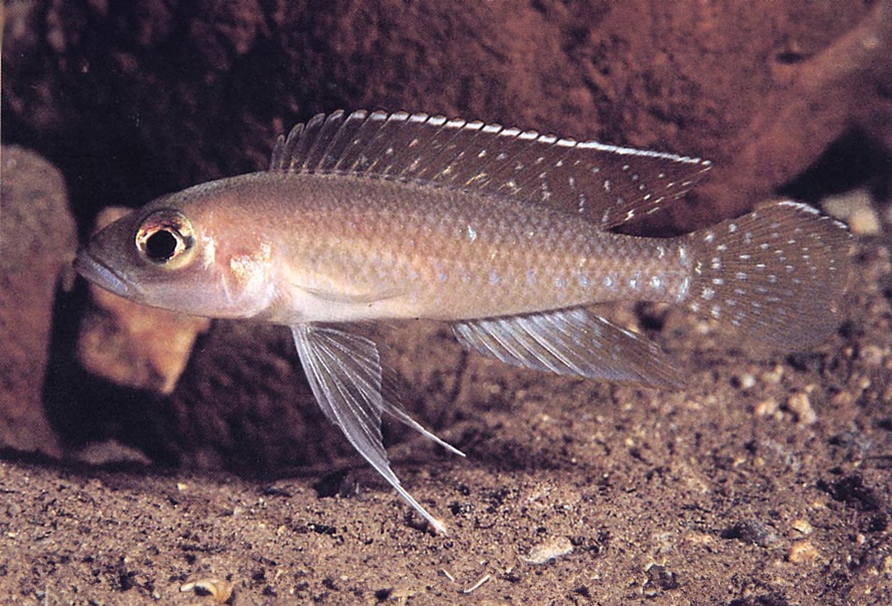 Neolamprologus ventralis, Kigoma
