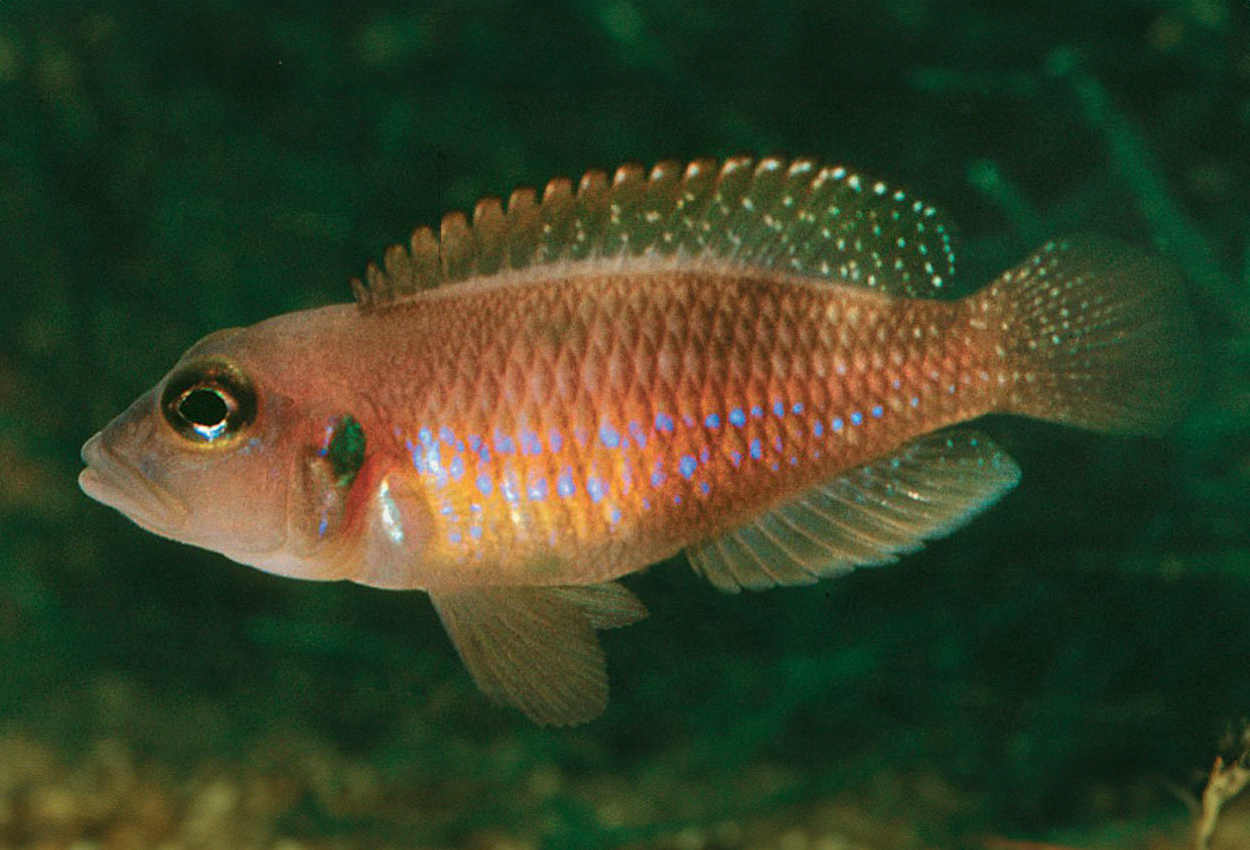 Ornatipinnis skallspiller
