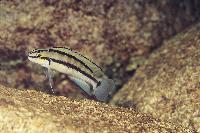 Telmatochromis brichardi, Kipili