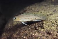 Telmatochromis brachygnathus, Kipili