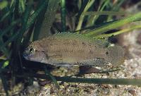 Telmatochromis temporalis,  Magara
