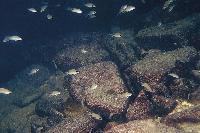 Neolamprologus brichardi, Cape Chaitica