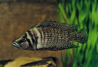 Altolamprologus calvus, Cameron Bay