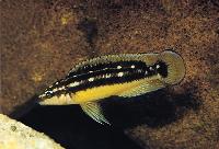 Julidochromis ornatus, Kapampa