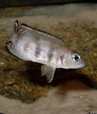 Lepidiolamprologus sp. "meeli"  (hona med yngel)