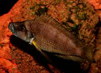 Altolamprologus sp. 'compressiceps shell'