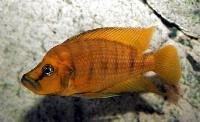 Altolamprologus compressiceps, Kigoma