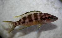 Neolamprologus buescheri