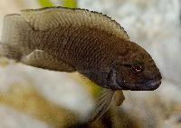 Telmatochromis burgeoni