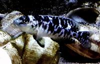 Lamprologus callipterus, Cape Chaitica