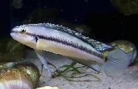 Telmatochromis vittatus