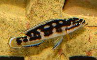 Julidochromis sp. 'Kissi'