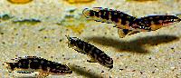 Julidochromis sp. 'Kissi'