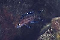 Neolamprologus buescheri, Cape Chaitika