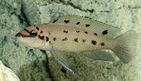 Chalinochromis sp. 'ndobnoi'