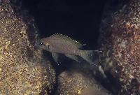 Neolamprologus brichardi, Samazi