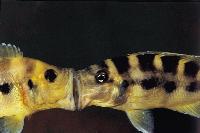 Neolamprologus sexfasciatus, Kipili