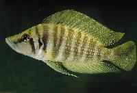 Altolamprologus calvus , Nkamba Bay