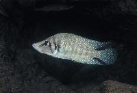 Altolamprologus calvus, Cape Chaitica