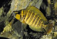 Altolamprologus compressiceps, Kigoma