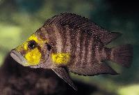 Altolamprologus compressiceps, Malasa