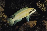 Chalinochromis brichardi, Magara