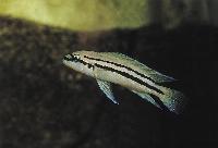 Chalinochromis popelini, Kipili