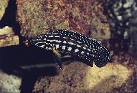 Julidochromis marlieri, Magara