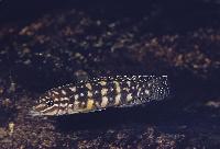 Julidochromis marlieri, Kasanga
