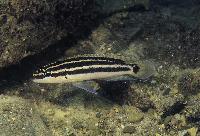 Julidochromis ornatus, Mpulungu