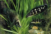 Julidochromis transcriptus, Uvira