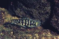 Julidochromis marlieri, Gombe