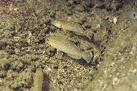 Lamprologus callipterus Kipili (yngel)