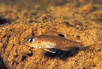 Neolamprologus kungweensis, Cape Kabogo