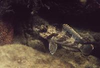 Lamprologus lemairii, Kasanga