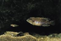 Lamprologus ocellatus, Kigoma