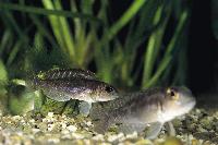 Lamprologus sp. "ornatipinnis zambia"